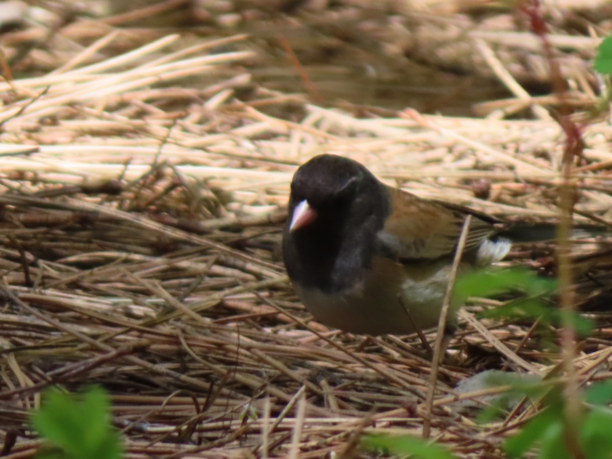 Dark-eyed Junco (Oregon) - Pamela Reber