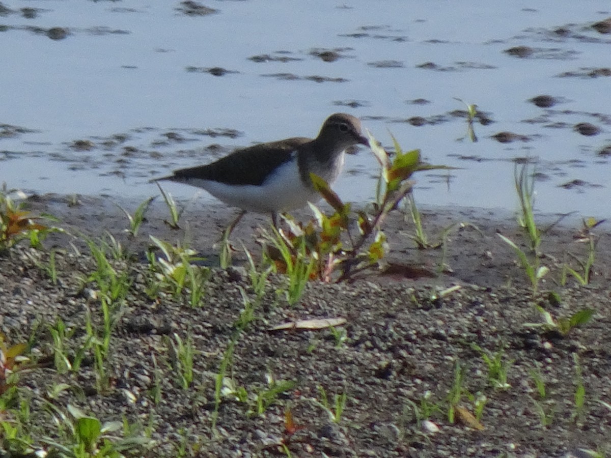 Common Sandpiper - HIROSHI KIDONO