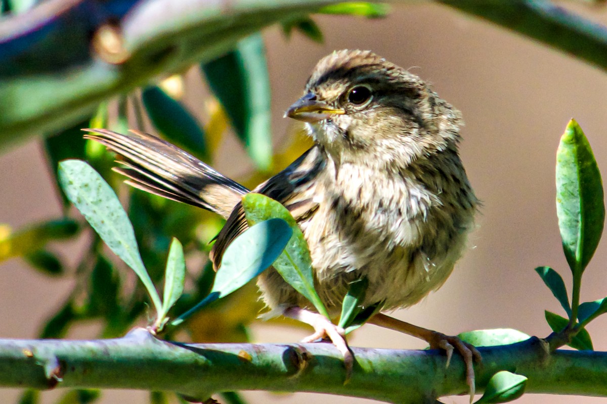 Rufous-crowned Sparrow - ML619212884