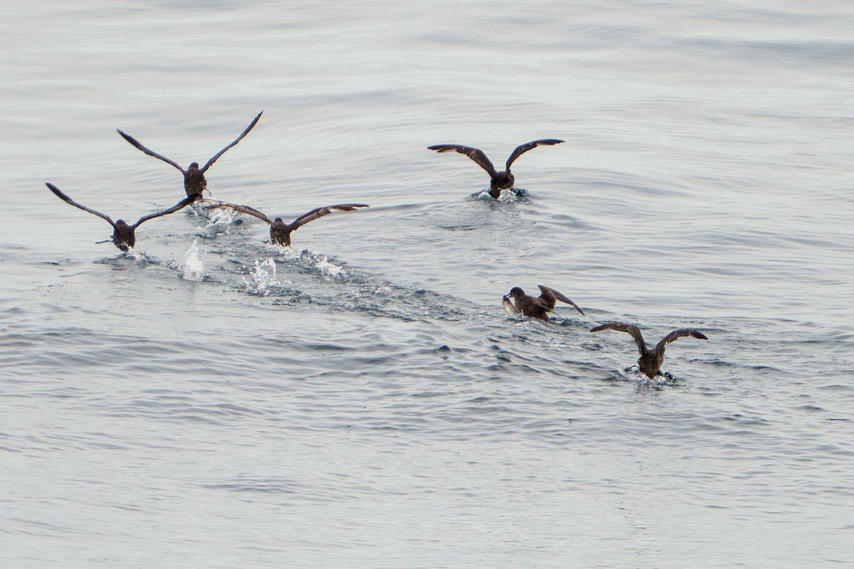 Sooty Shearwater - Lisa Hansen