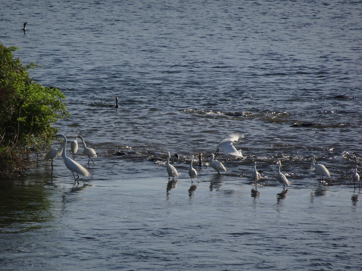 Little Egret - HIROSHI KIDONO