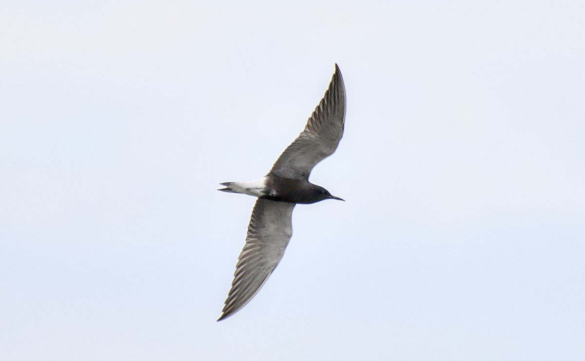 Black Tern - Rickey Shive