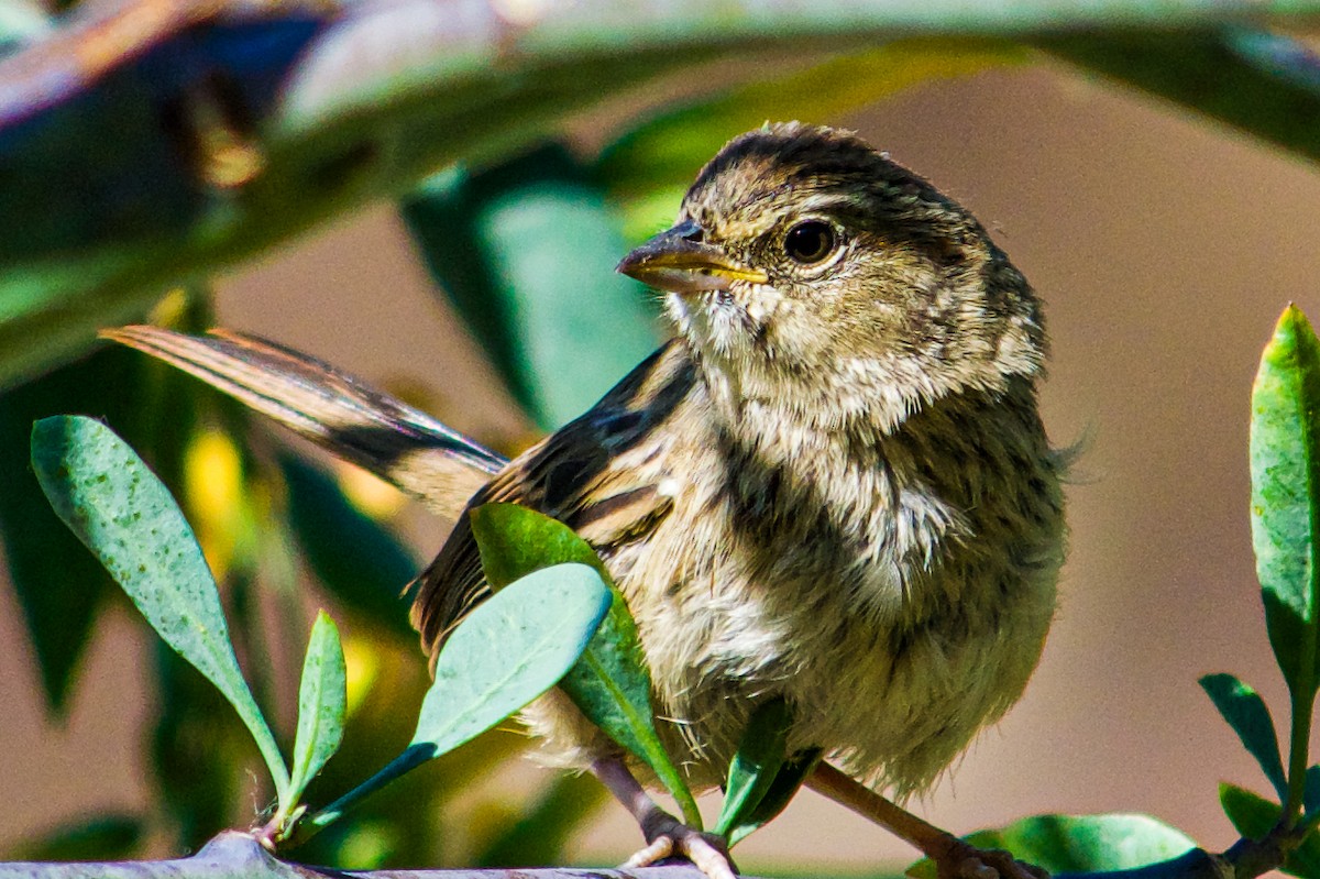 Rufous-crowned Sparrow - Philip Fiorio