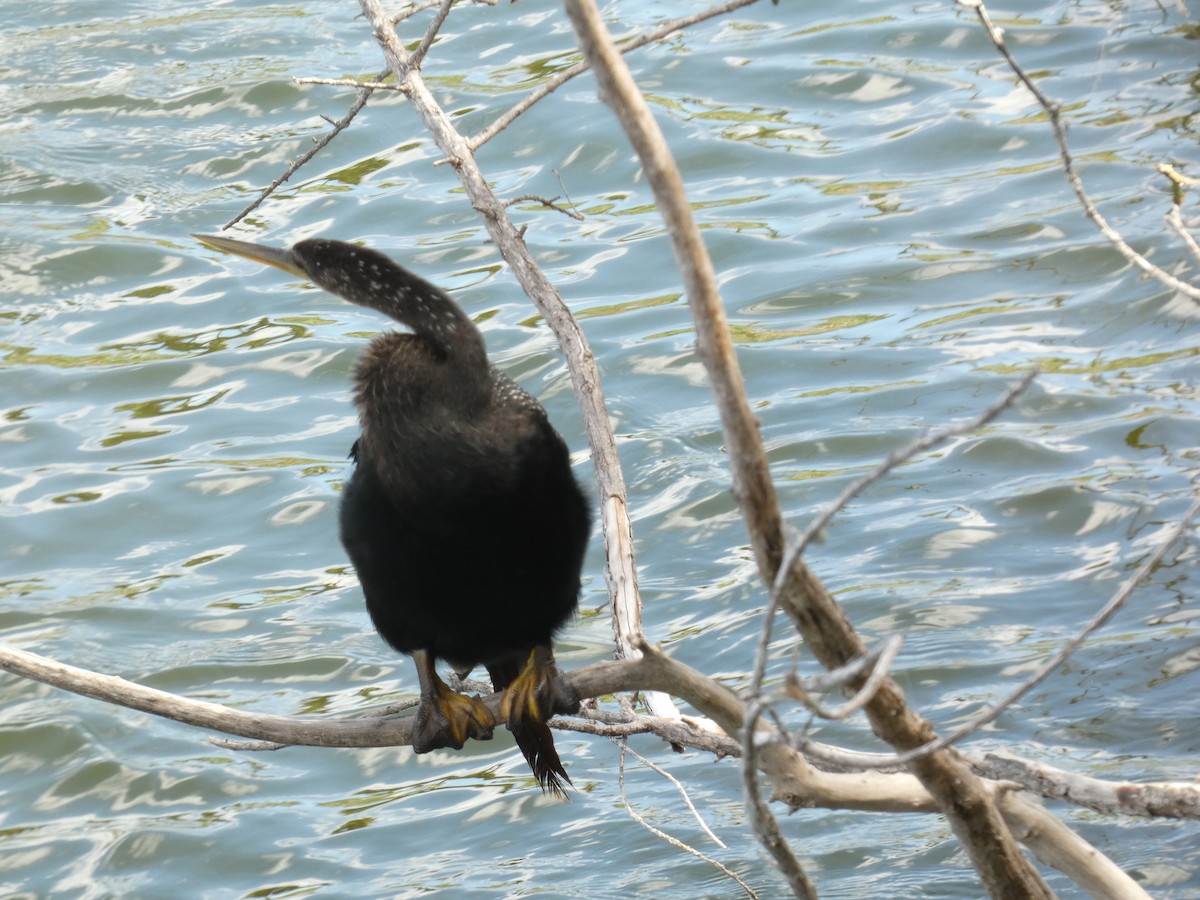 anhinga americká - ML619212909