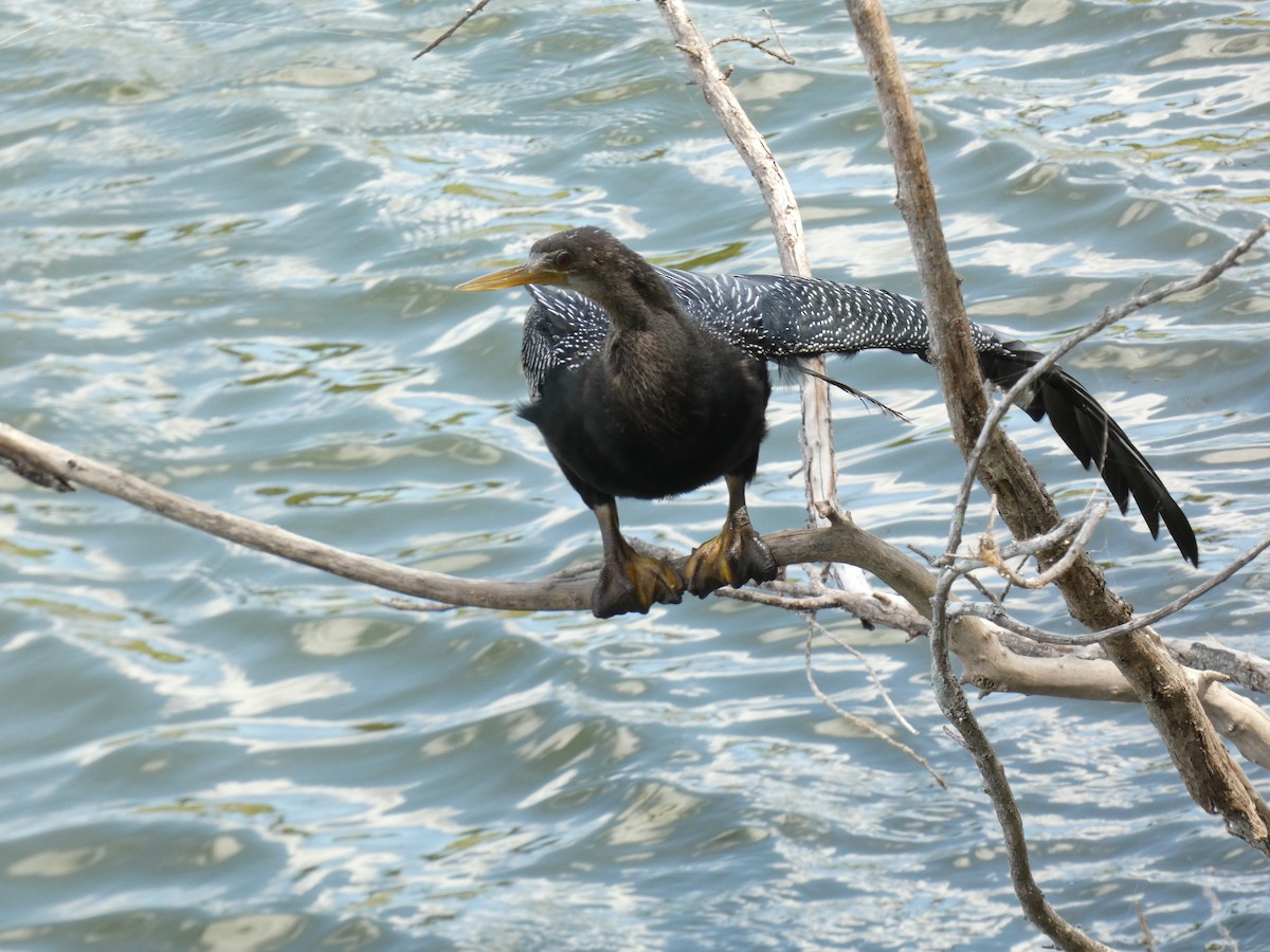 anhinga americká - ML619212917