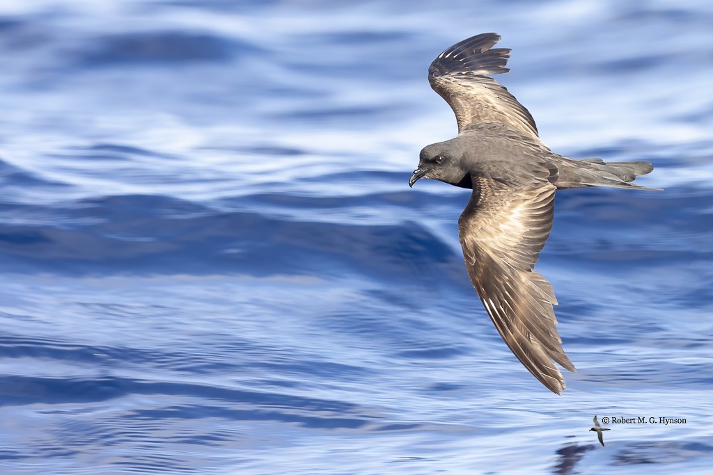 Matsudaira's Storm-Petrel - Robert Hynson