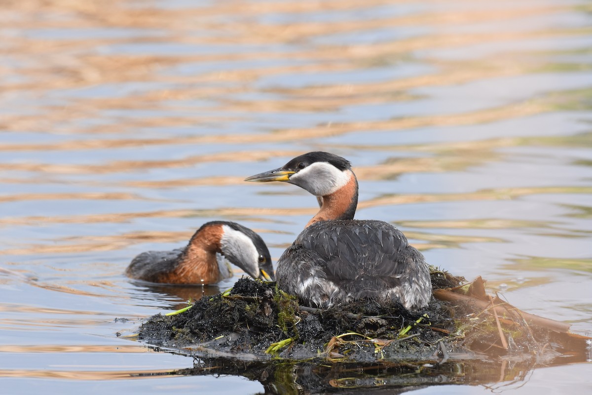 Red-necked Grebe - ML619212936
