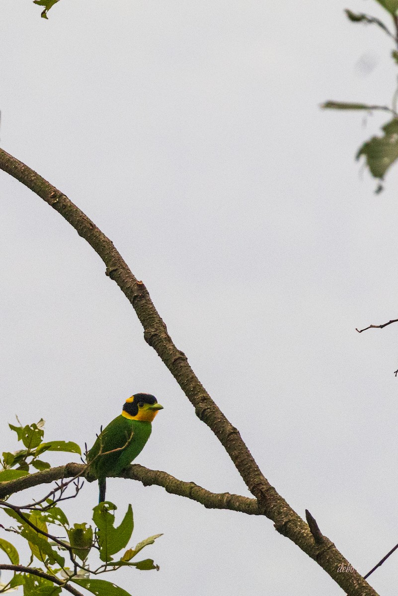 Long-tailed Broadbill - Debojyoti Chakraborty