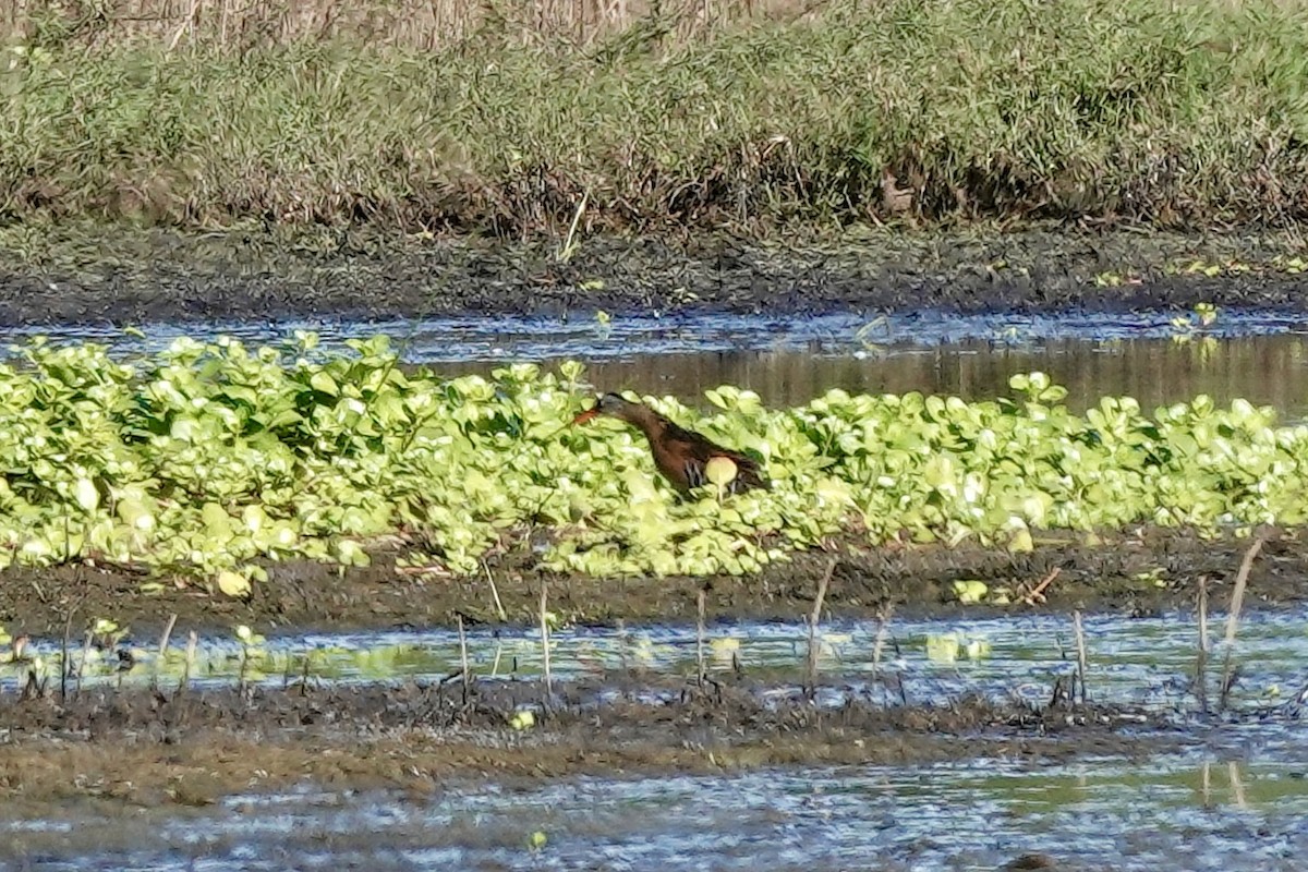 Virginia Rail - Bob Greenleaf