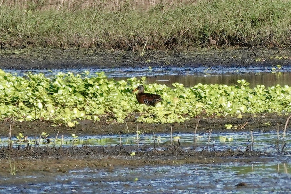 Virginia Rail - Bob Greenleaf