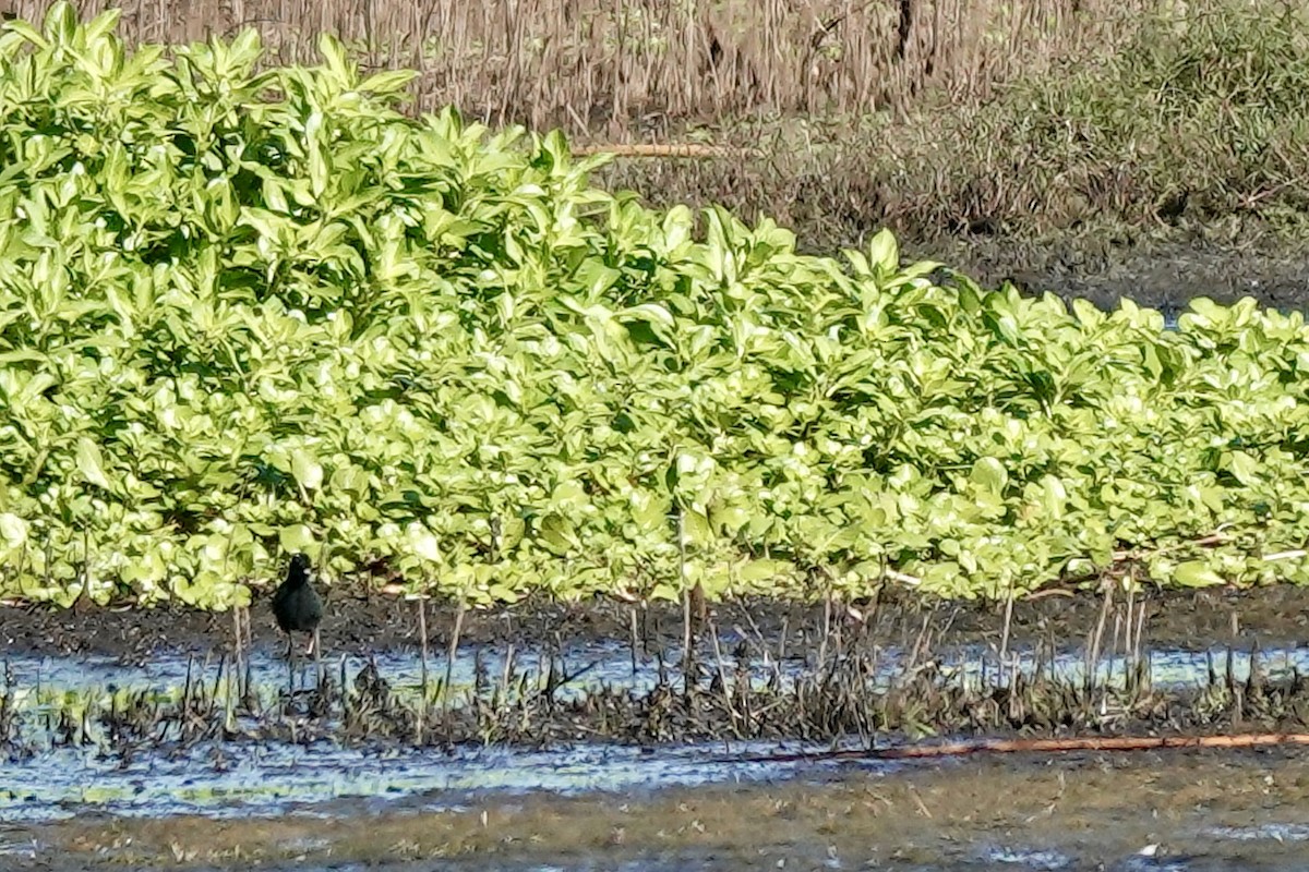 Virginia Rail - Bob Greenleaf