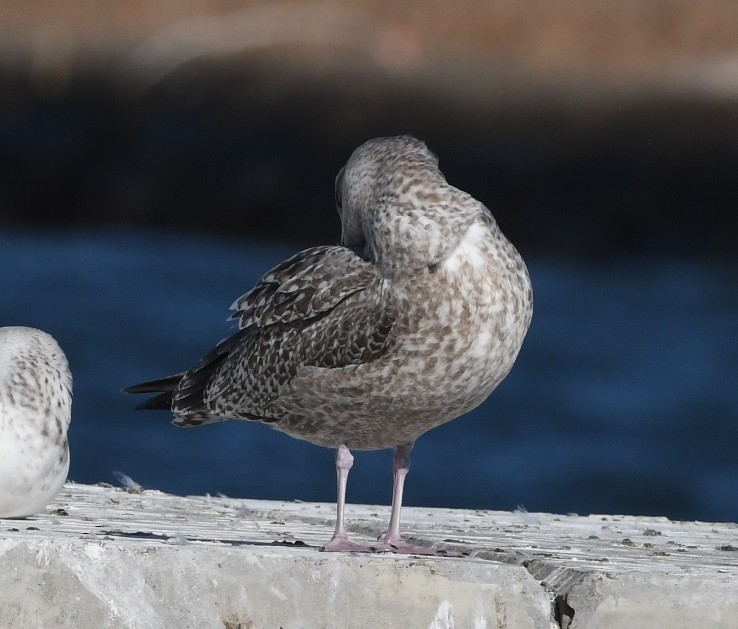 Herring Gull (Vega) - Emilie Strauss