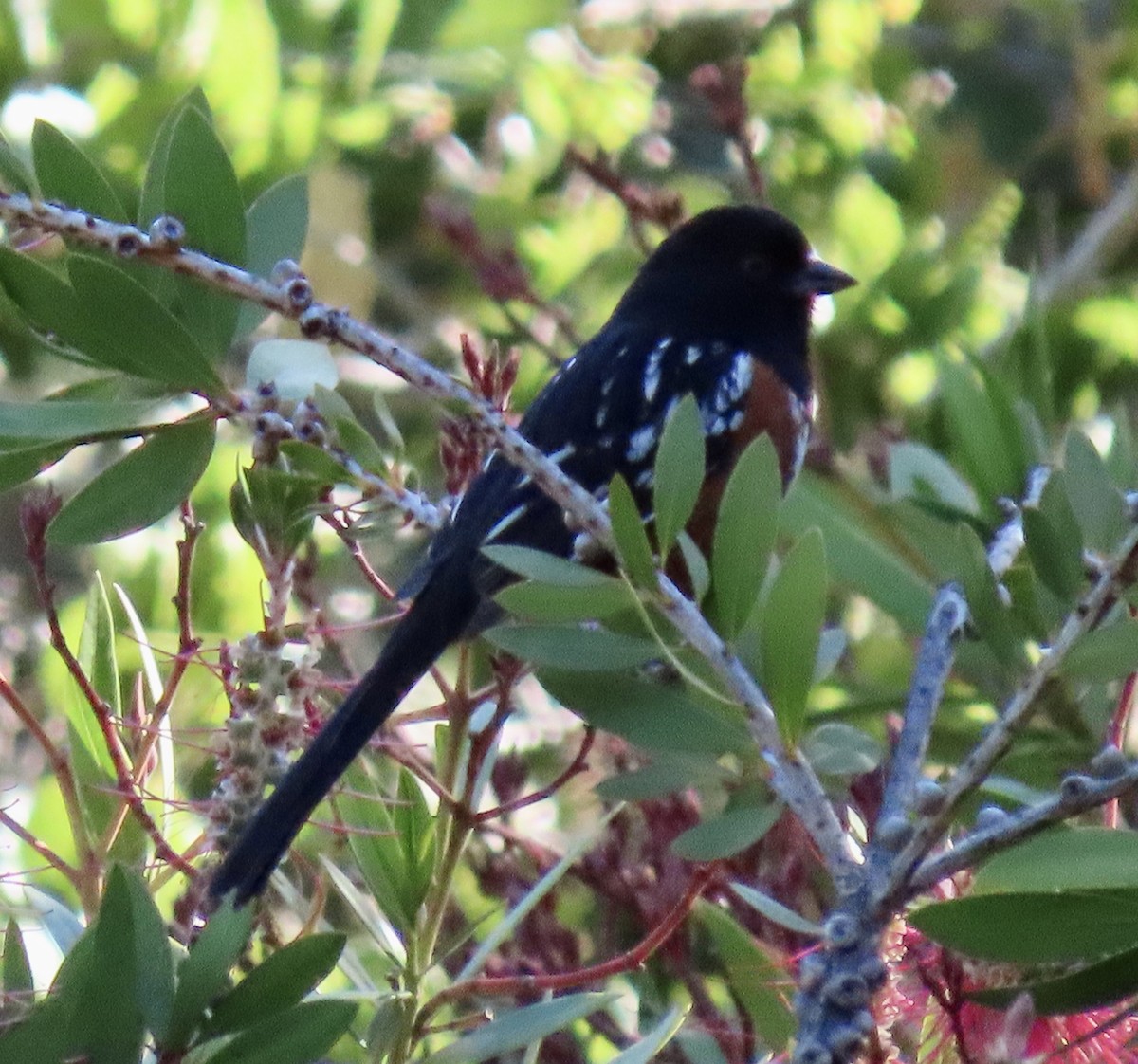 Spotted Towhee - George Chrisman