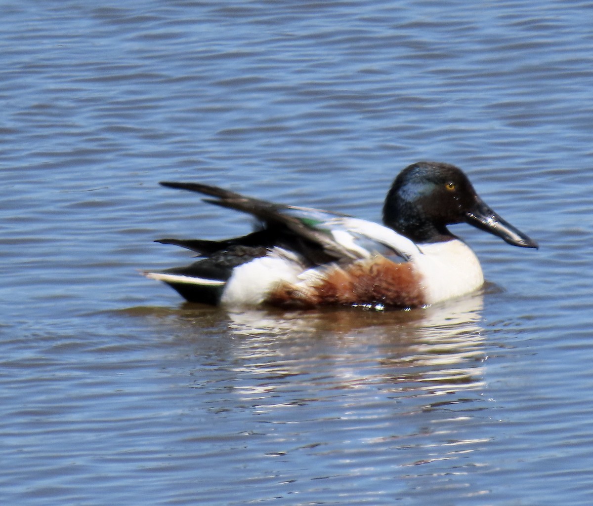 Northern Shoveler - George Chrisman