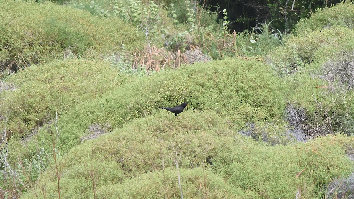 Eurasian Blackbird - Kraig Cawley