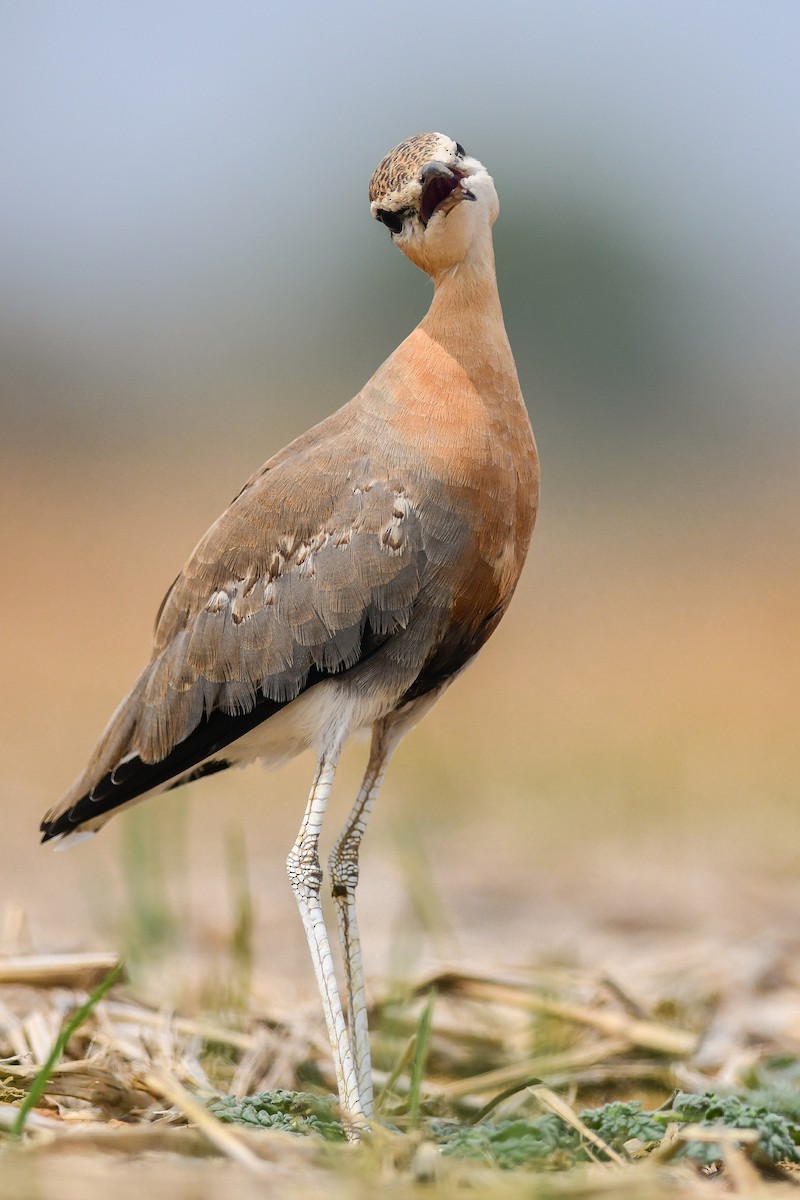 Indian Courser - Satyaprakash Pandey