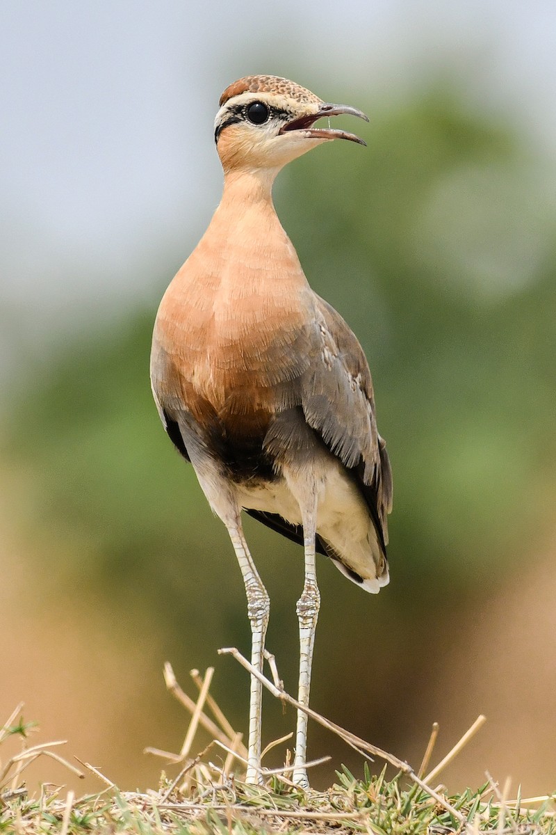 Indian Courser - Satyaprakash Pandey