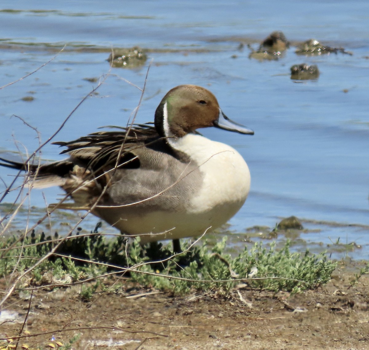 Northern Pintail - ML619213000