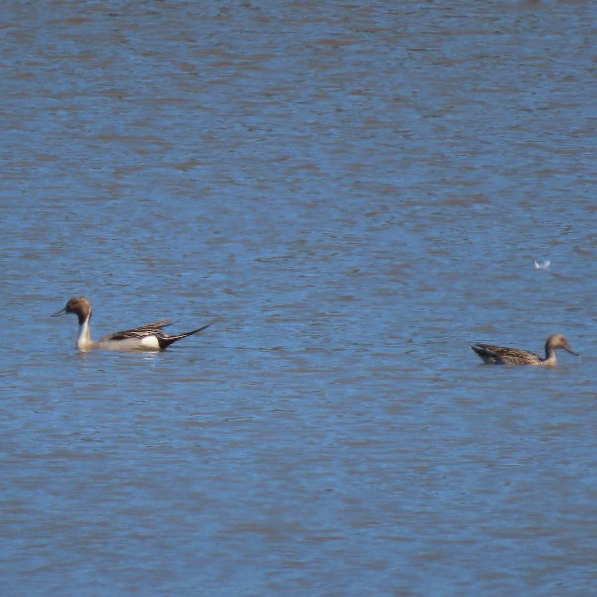 Northern Pintail - ML619213014