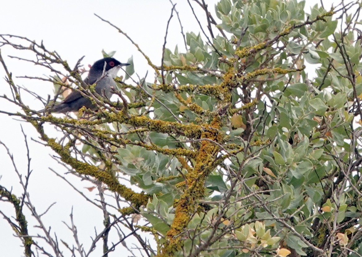 Sardinian Warbler - Diane Drobka