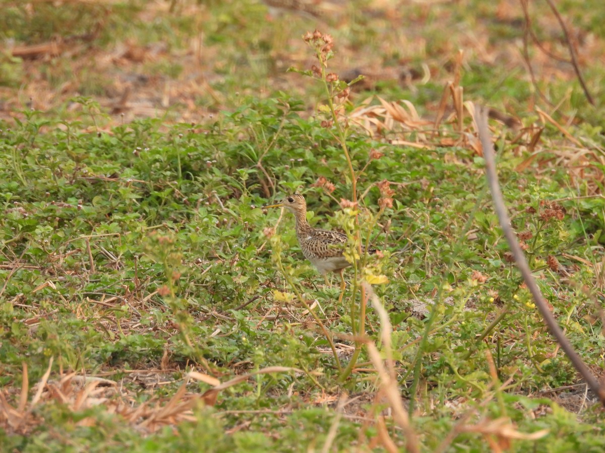 Upland Sandpiper - ML619213018