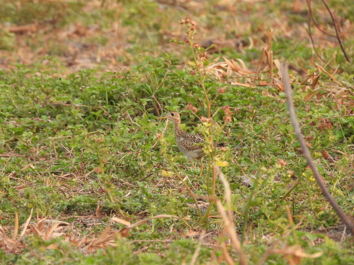 Upland Sandpiper - ML619213019