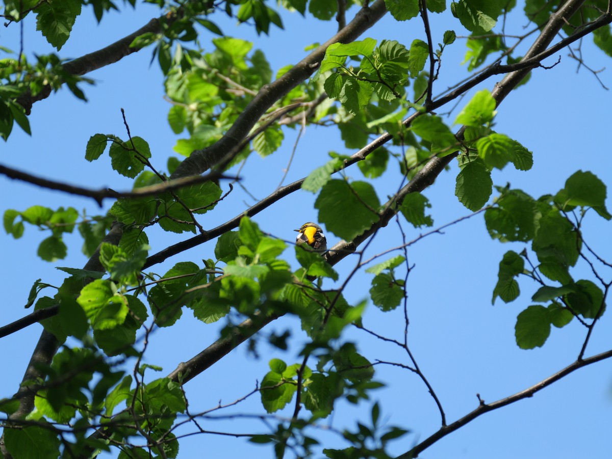 Narcissus Flycatcher - ML619213022