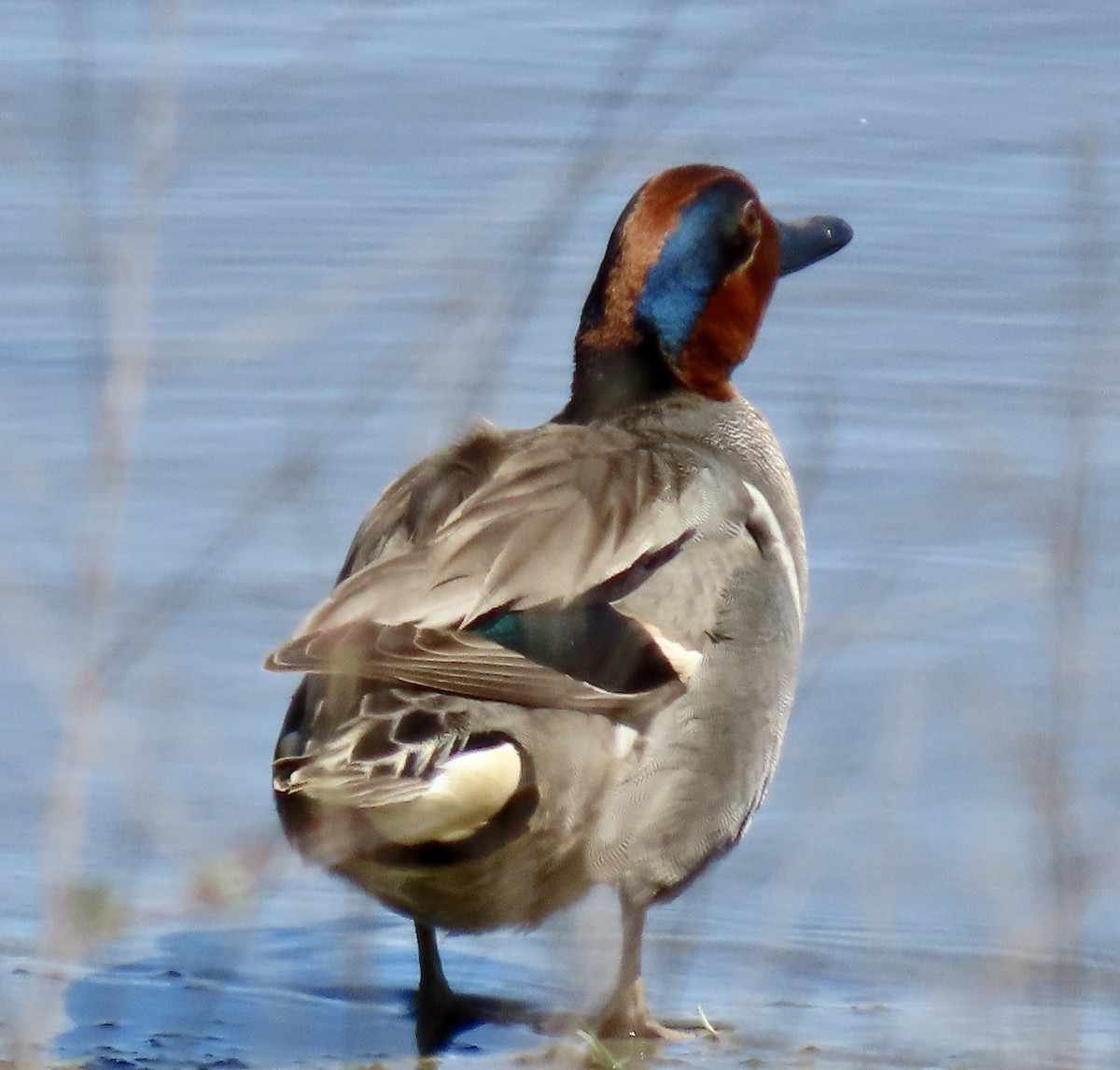 Green-winged Teal - George Chrisman