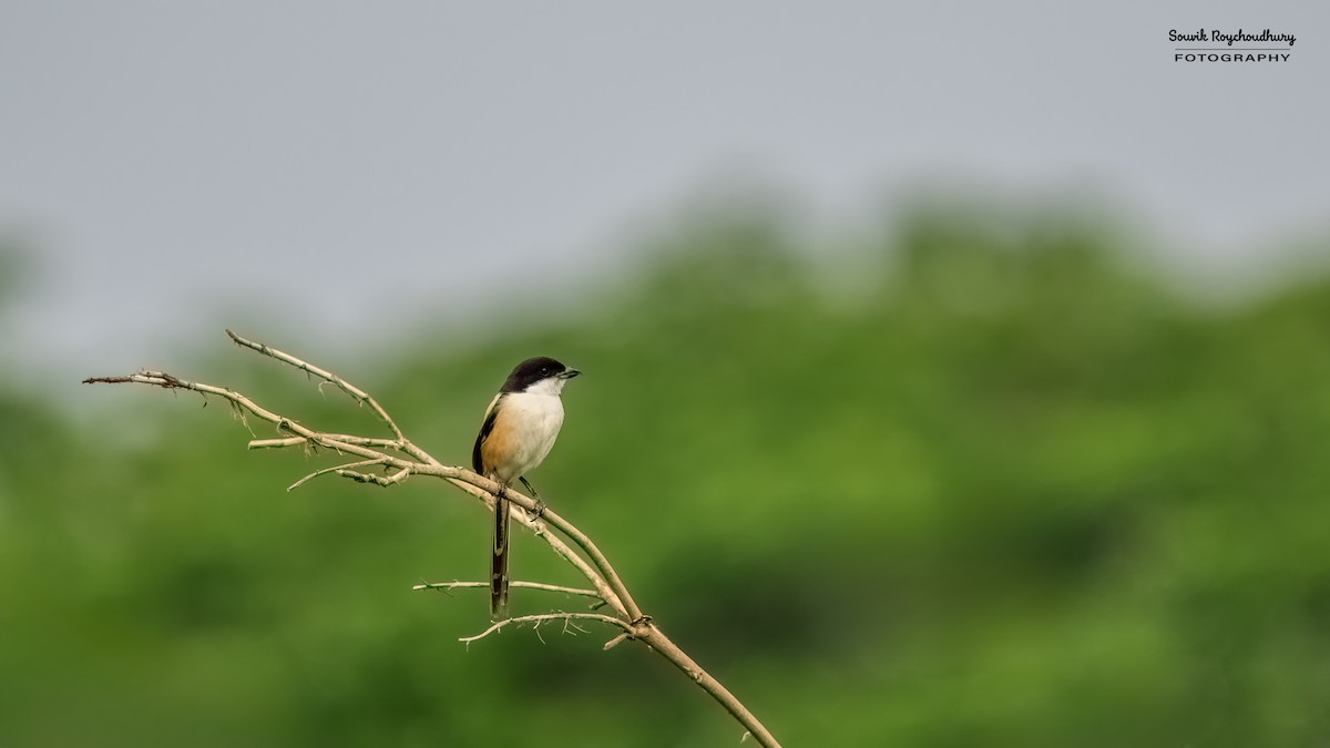 Long-tailed Shrike - Souvik Roychoudhury