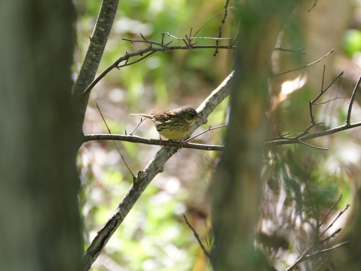 Masked Bunting - ML619213032