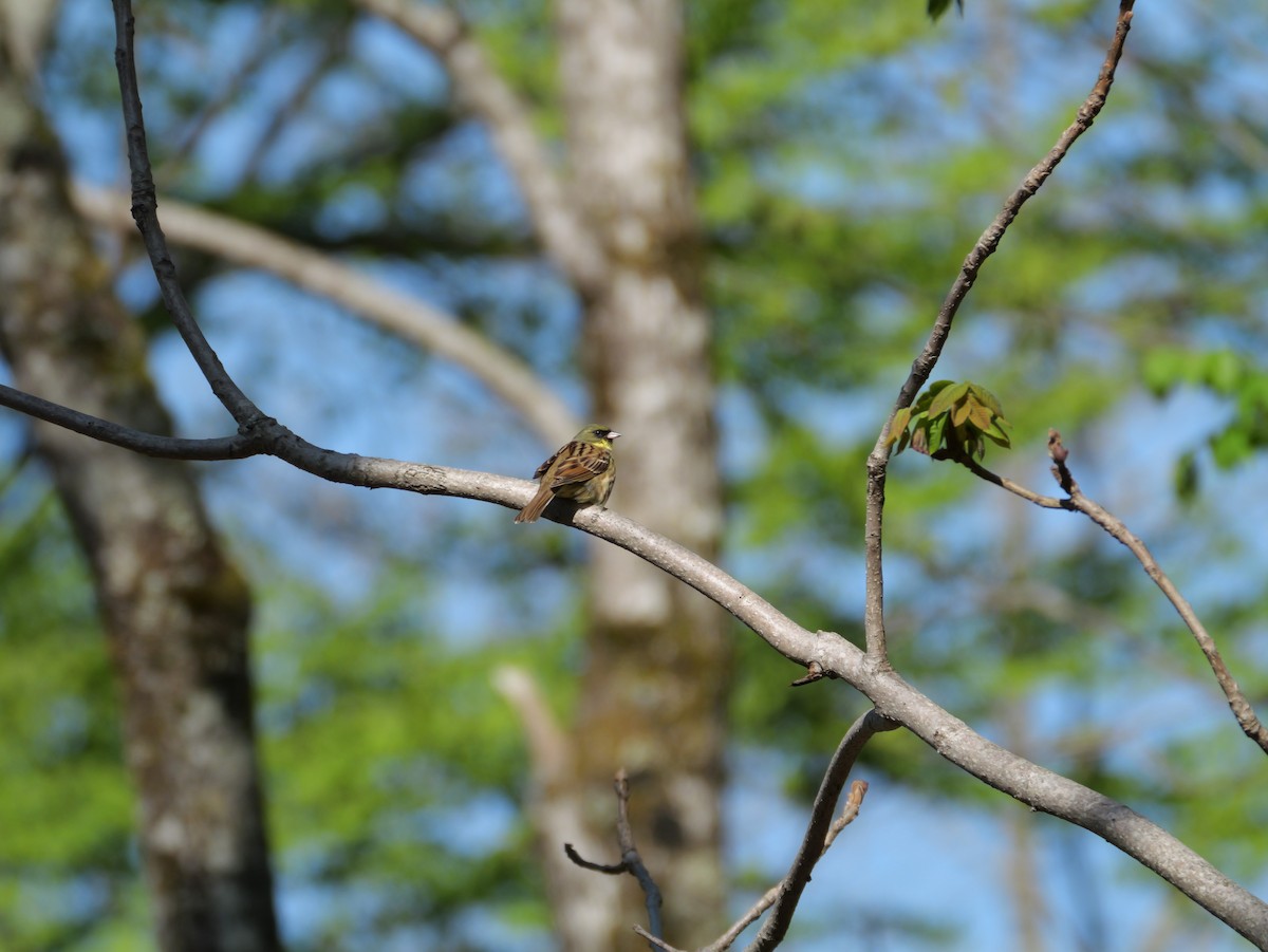 Masked Bunting - としふみ しみず