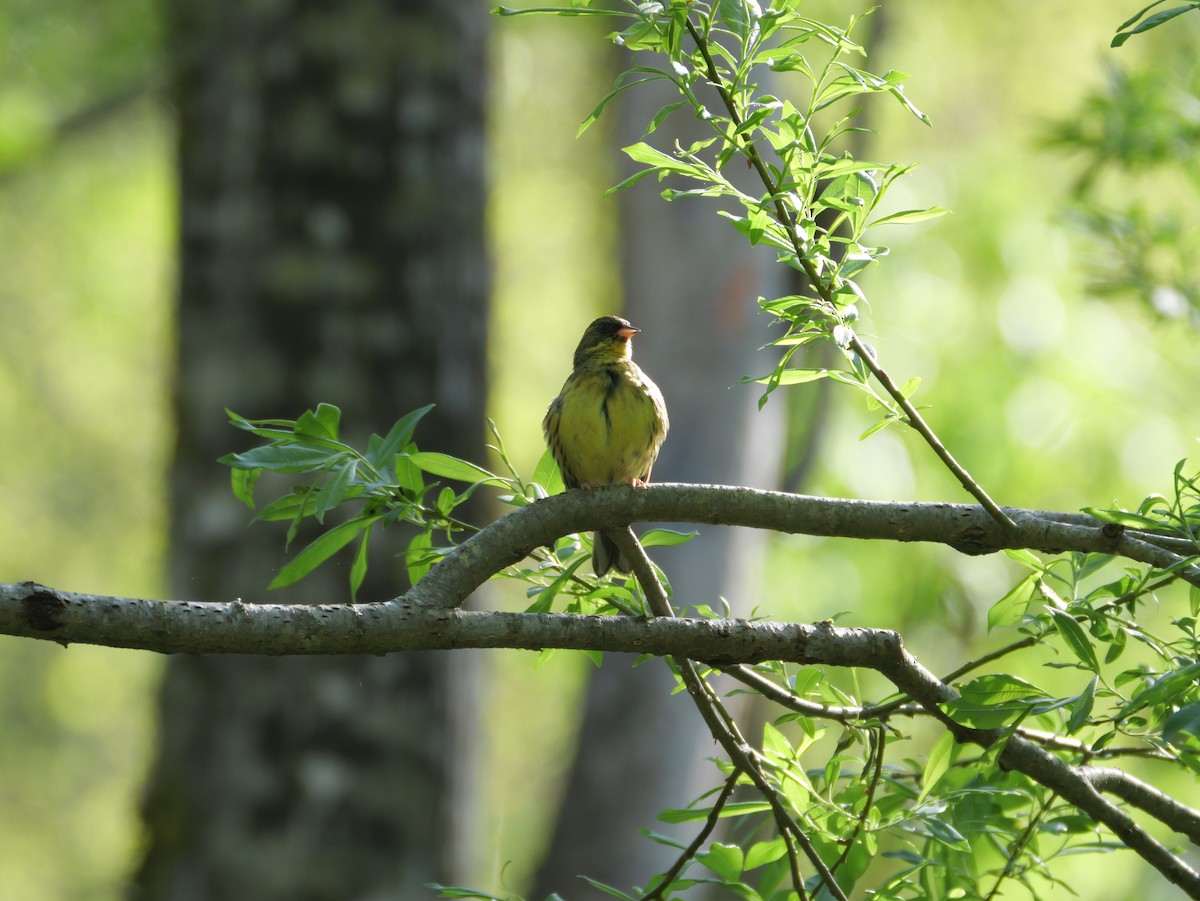 Masked Bunting - としふみ しみず