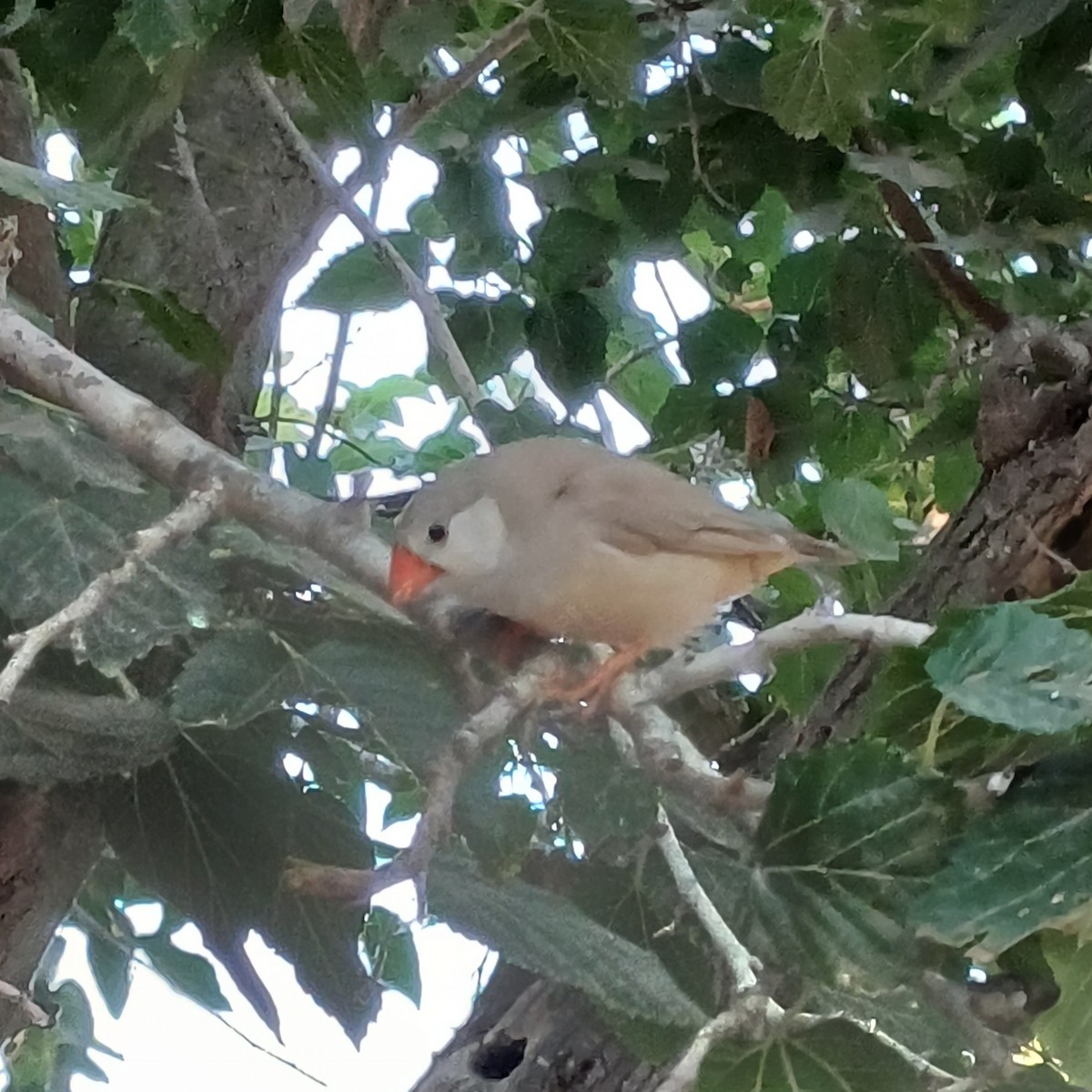 Zebra Finch - Uriel Levy