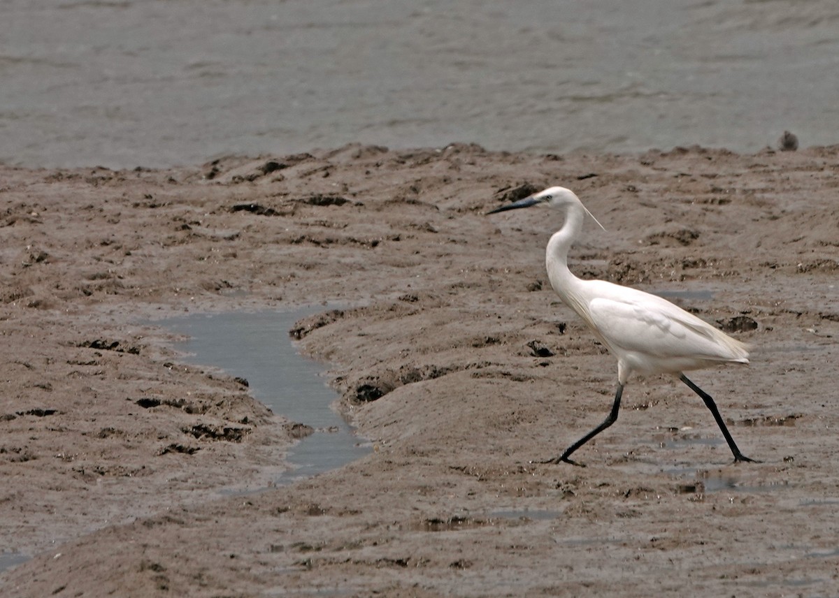 Little Egret - Diane Drobka