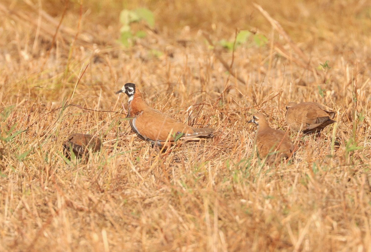 Flock Bronzewing - ML619213058