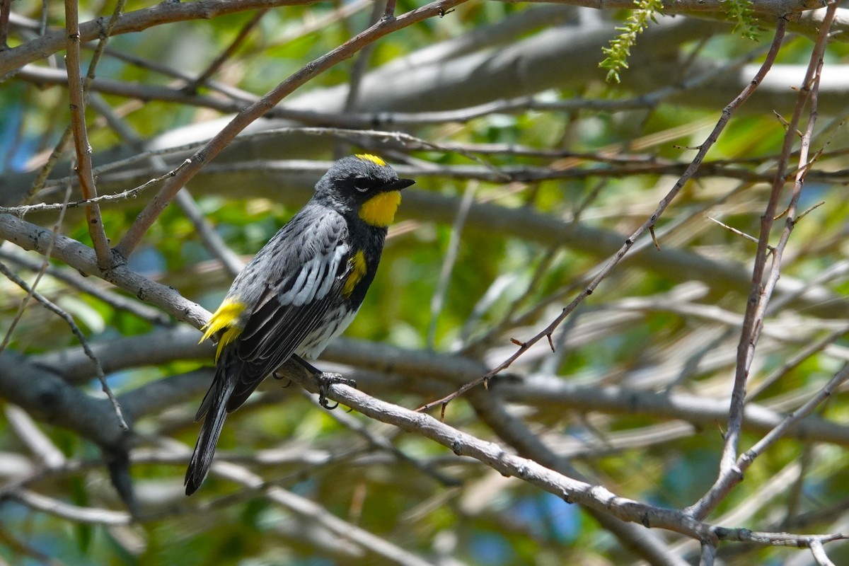 Yellow-rumped Warbler (Audubon's) - Cliff Cordy