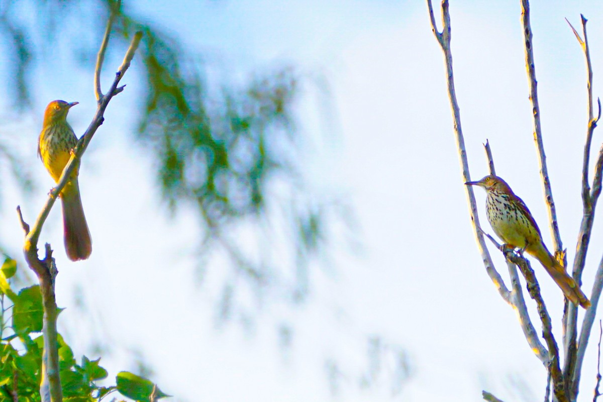 Brown Thrasher - Drake Thomas