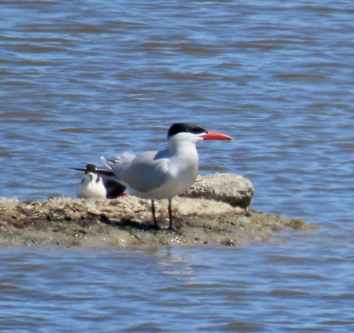 Caspian Tern - George Chrisman