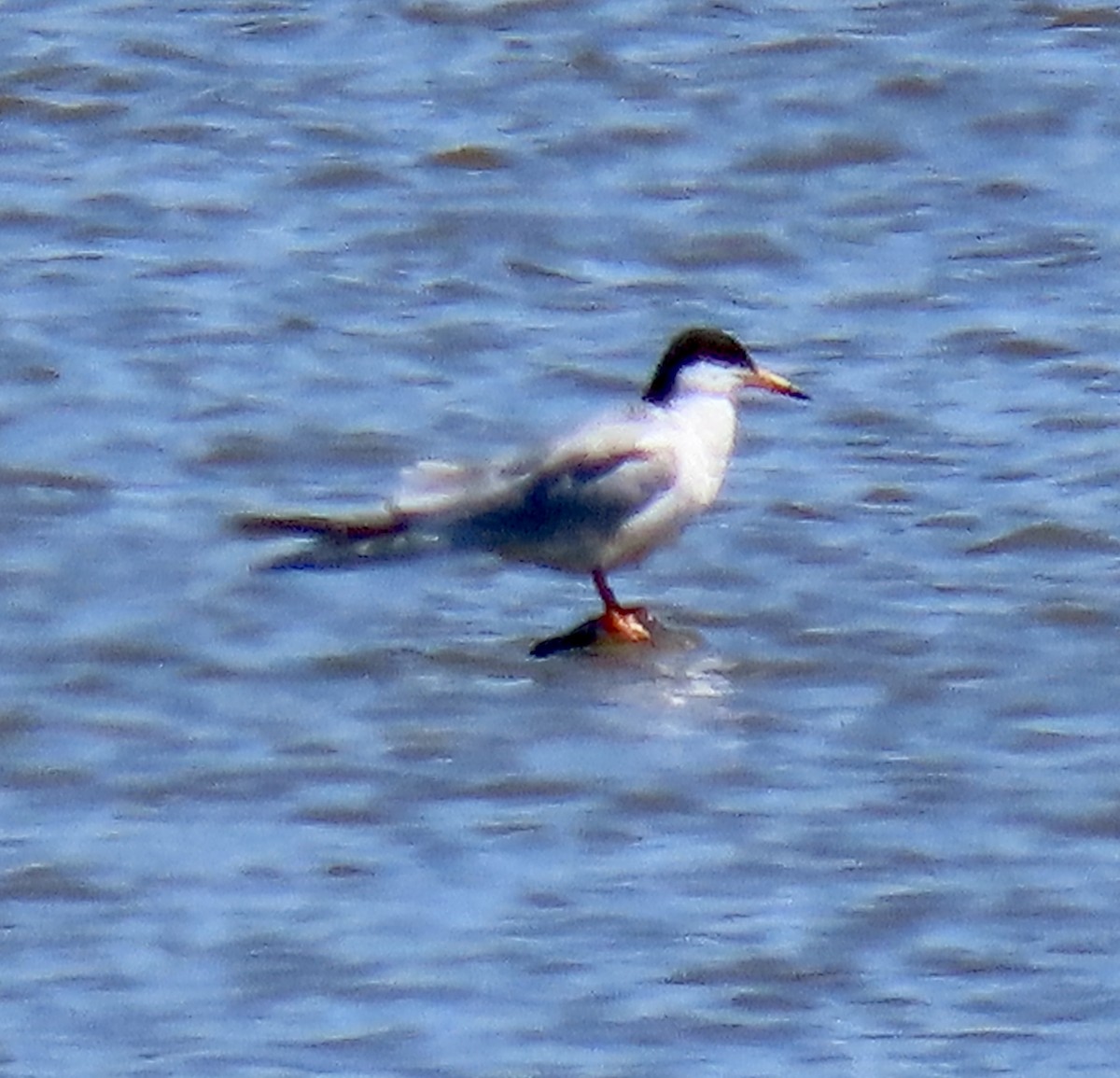 Forster's Tern - ML619213079