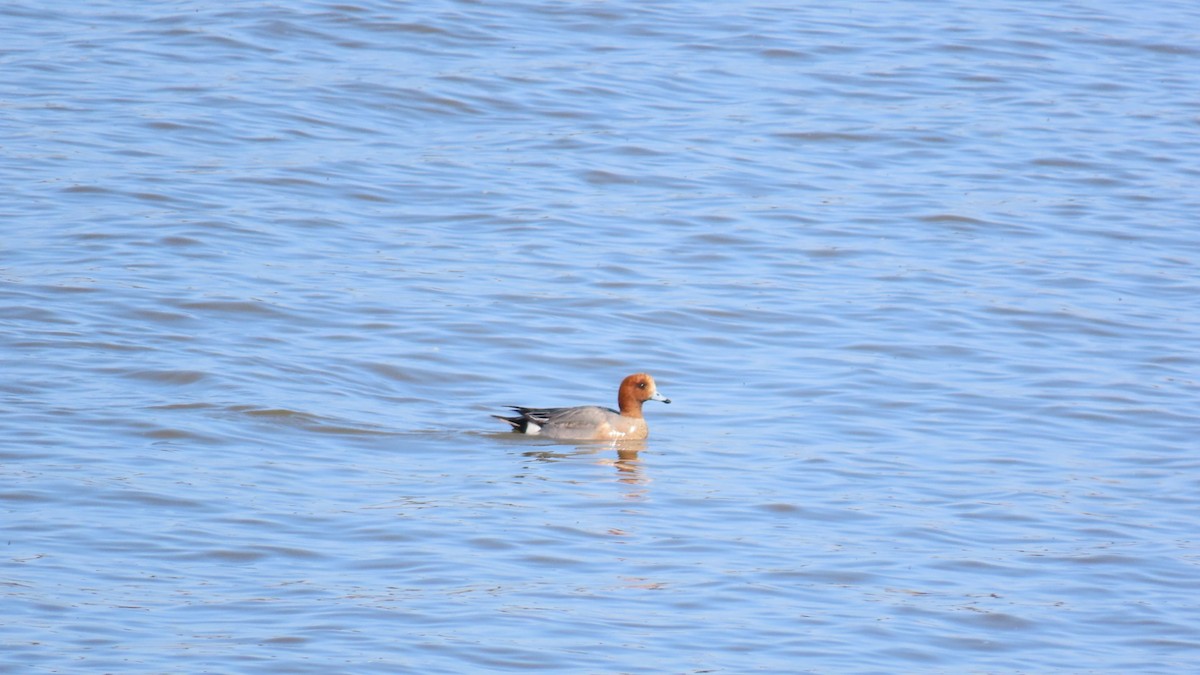 Eurasian Wigeon - YUKIKO ISHIKAWA