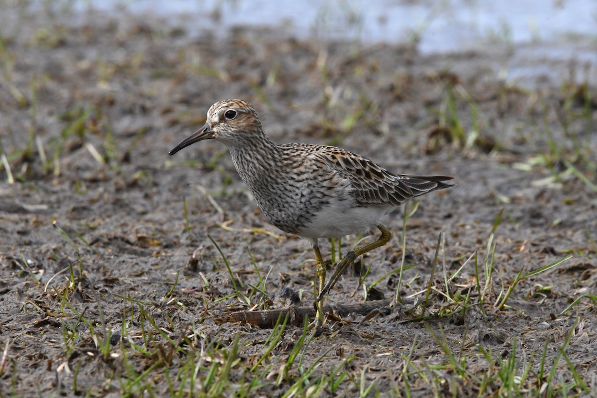 Graubrust-Strandläufer - ML619213089