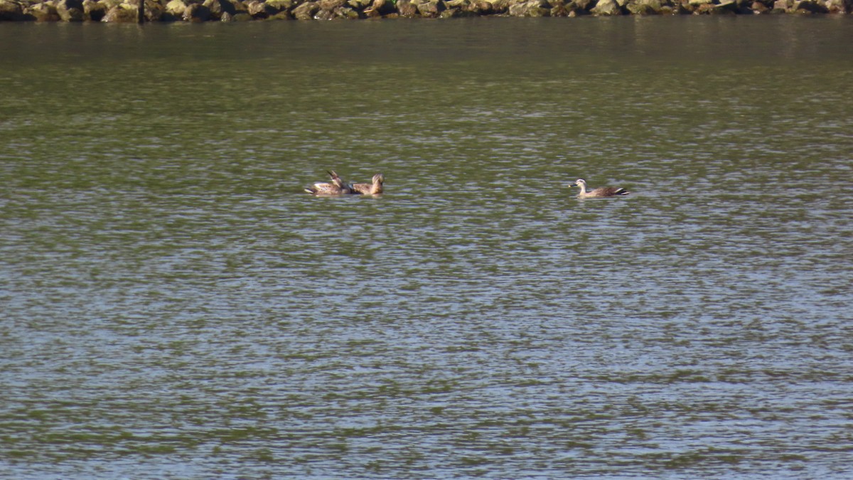 Eastern Spot-billed Duck - YUKIKO ISHIKAWA