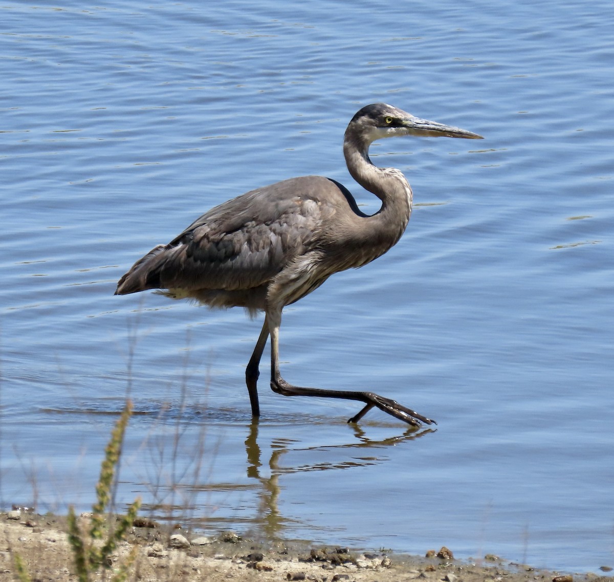 Great Blue Heron - ML619213113