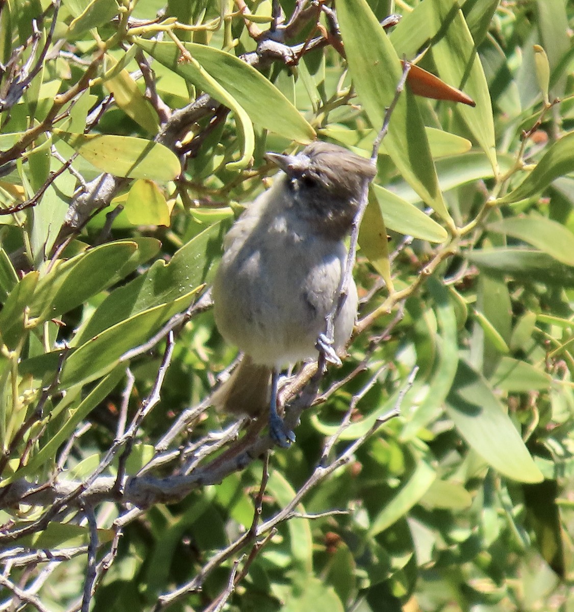 Oak Titmouse - George Chrisman