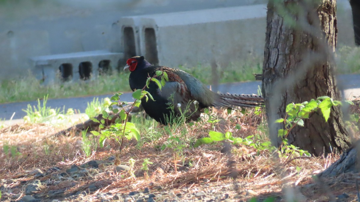 Green Pheasant - YUKIKO ISHIKAWA