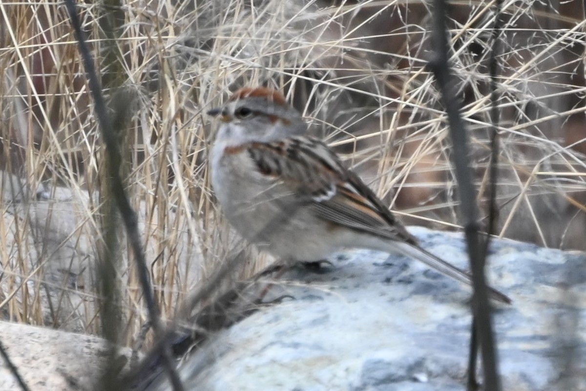 American Tree Sparrow - ML619213142