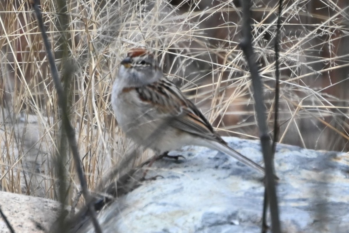 American Tree Sparrow - ML619213144