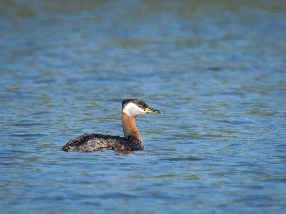 Red-necked Grebe - ML619213147