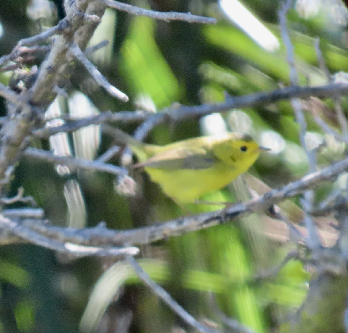 Wilson's Warbler - ML619213169