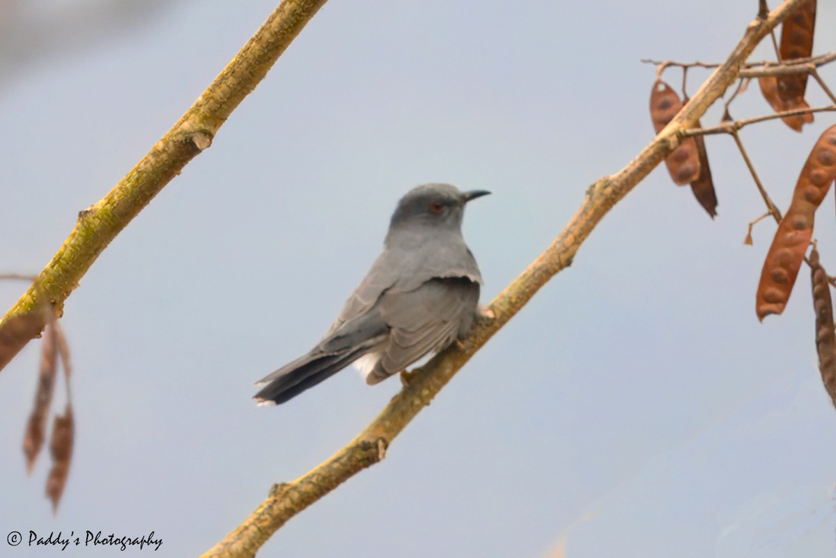 Large Cuckooshrike - Padmanav Kundu